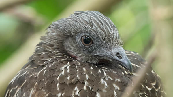 Band-tailed Guan. Photo: Chris Fischer Photography