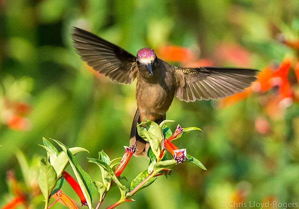 Blossomcrown. Photo: Chris Lloyd-Rogers