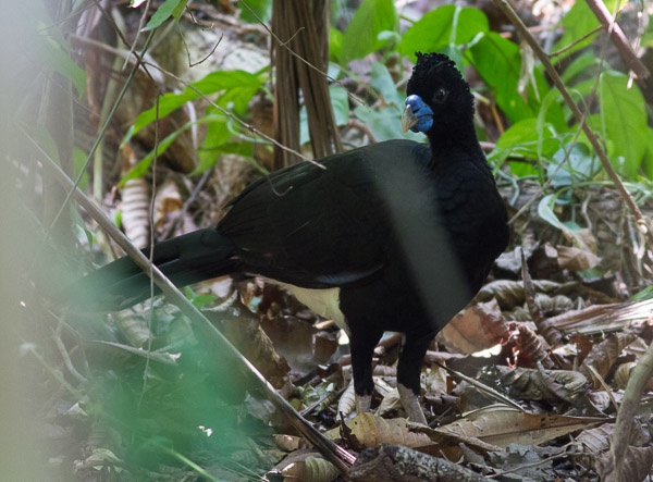 Blue-billed-Curassow. Photo: George Armistead