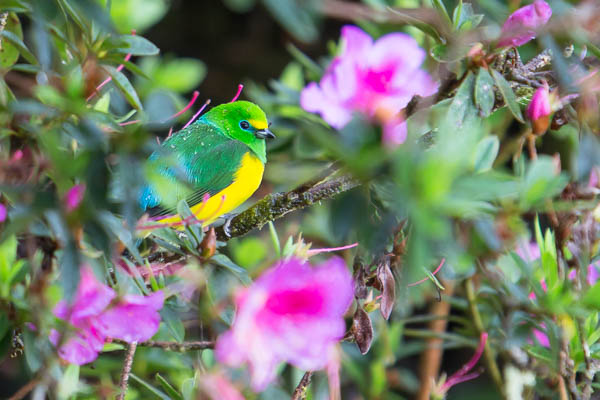 Blue-naped Chlorophonia. Photo: Chris Fischer Photography