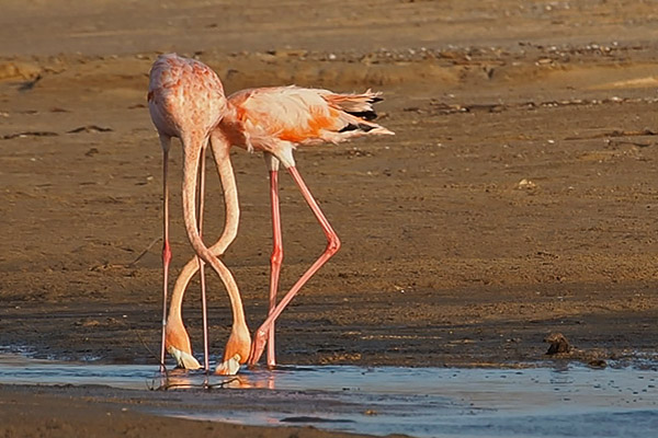 Caribbean Flamingoes. Photo: Chris Fischer