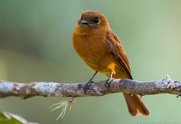 Cinnamon Flycatcher. Photo: Chris Lloyd-Rogers