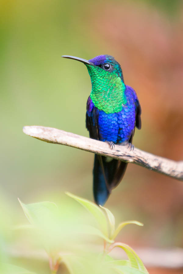 Crowned Woodnymph (Violet). Photo: Chris  Fischer Photography