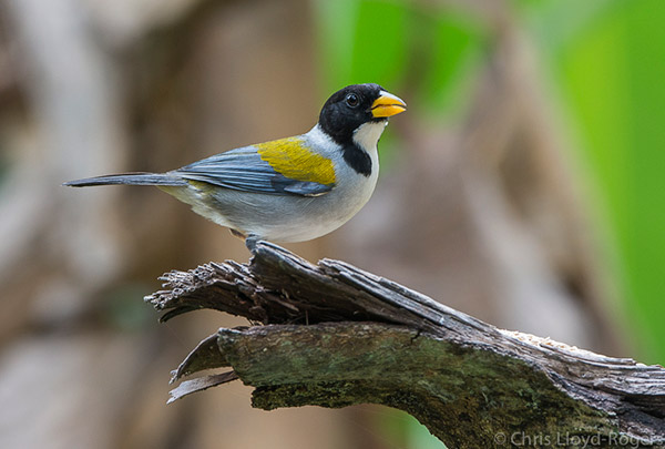 Golden-winged Sparrow. Photo: Chris Lloyd-Rogers