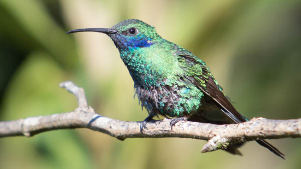 Green Violetear. Photo: Chris  Fischer Photography