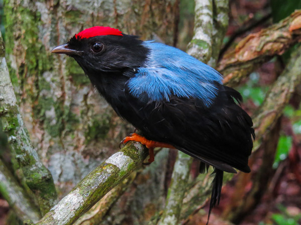 Lance-tailed Manakin. Photo: Jei Pov (Flickr / CC)