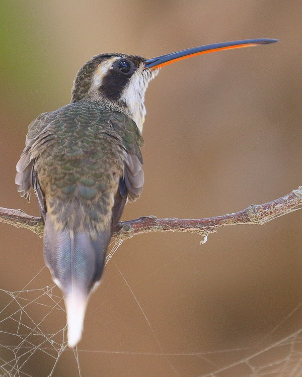 Pale-bellied Hermit. Photo: George Golumbeski