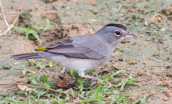 Pileated Finch. Photo: George Armistead