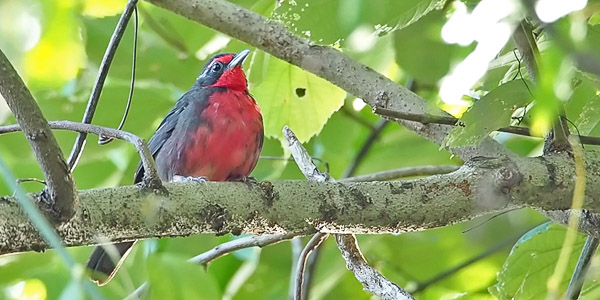 Rosy-throated Thrush-Tanager