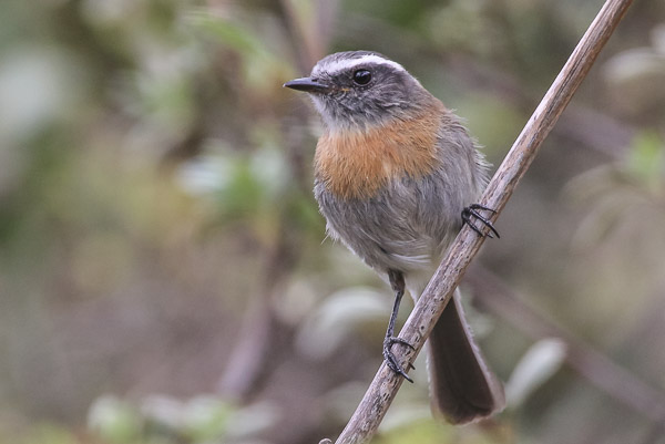 Rufous-chested Chat Tyrant. Photo: Alvaro Jaramillo