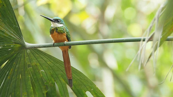 Rufous-tailed Jacamar. Photo: Chris Fischer