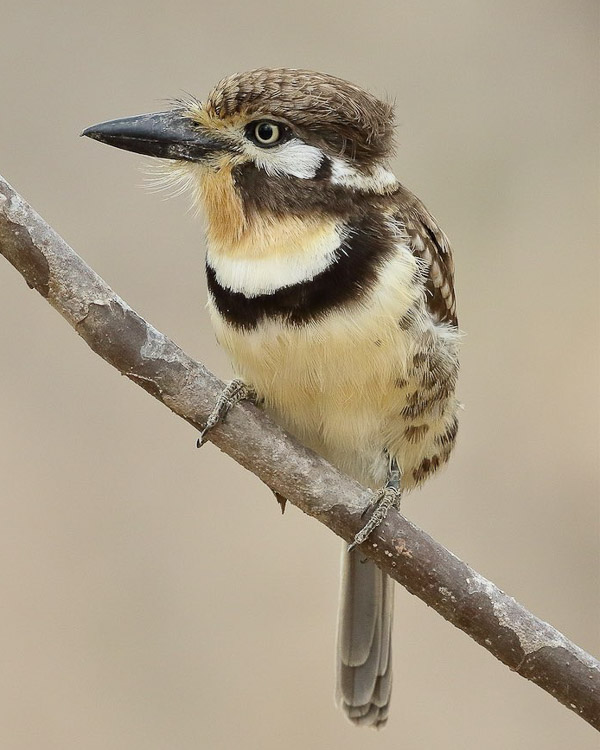 Russet-throated Puffbird. Photo: George Golumbeski