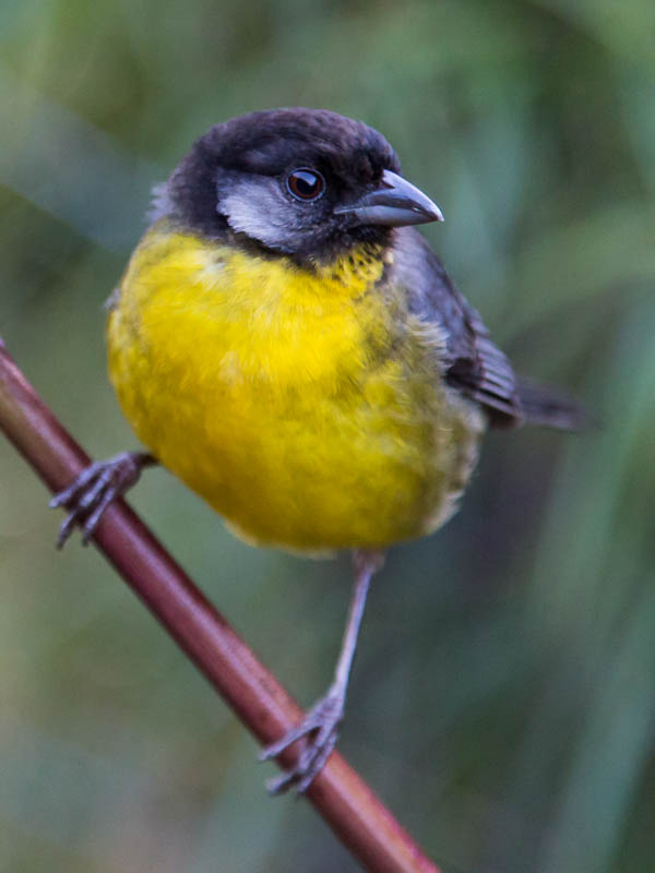 Santa Marta Brushfinch. Photo: Chris Fischer Photography