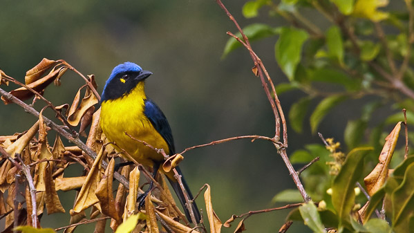 Santa Marta Mountain-Tanager. Photo: Nigel Voaden