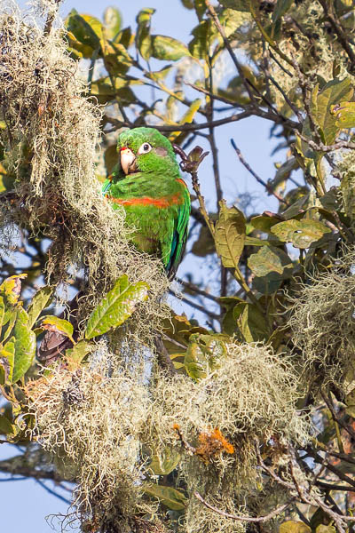 Santa Marta Parakeet. Photo: Chris Fischer Photography