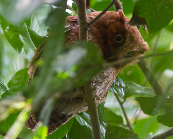 Santa Marta Screech Owl (undescribed sp.). Photo: George Armistead