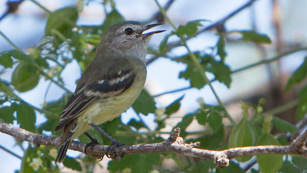 Slender-billed Inezia (Tyrannulet). Photo: Chris Fischer