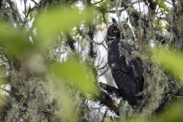 Stygian Owl. Photo: Chris  Fischer Photography