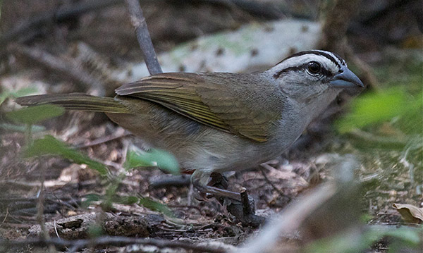 Tocuyo Sparrow. Photo: Andy Bunting