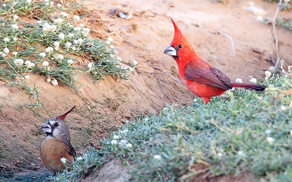 Vermillion Cardinals. Photo: Chris Fischer