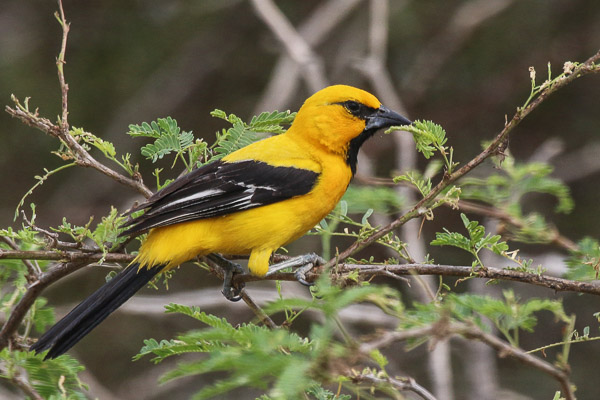 Yellow Oriole. Photo: Alvaro Jaramillo