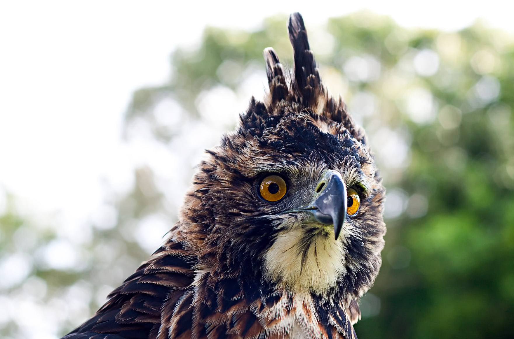 Ornate Hawk-Eagle. Photo credit: Santiago Restrepo Calle (Flickr / CC BY-NC-ND 2.0)