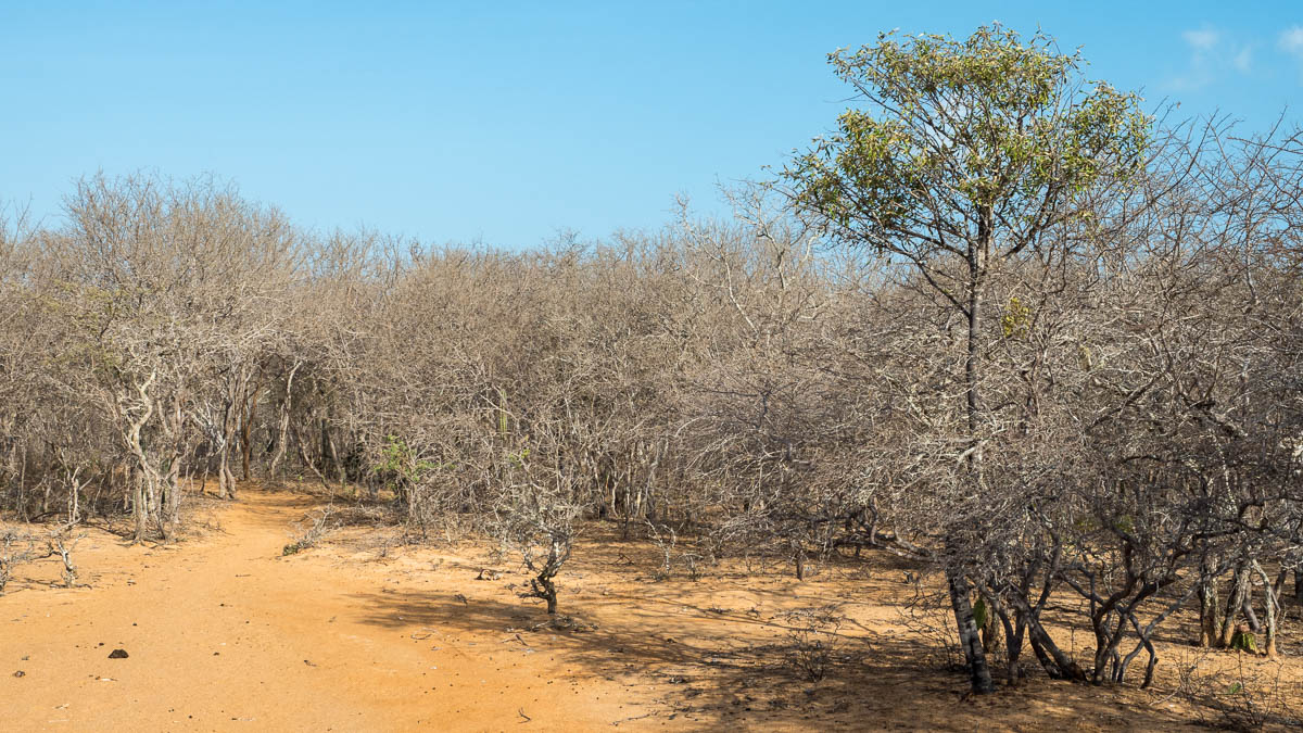 Tropical dry forest at Los Flamencos Sanctuary. Photo: Chris Fischer Photography